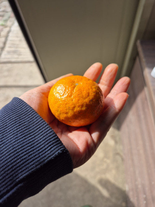 (산지직송) 서귀포 남원 위미 맛있는 노지감귤 [로얄위주혼합]