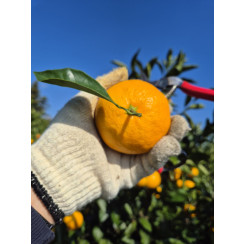 (산지직송) 서귀포 남원 위미 맛있는 노지감귤 [로얄위주혼합]