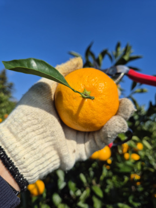 (산지직송) 서귀포 남원 위미 맛있는 노지감귤 [로얄위주혼합]