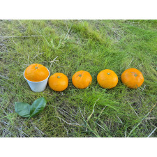 (산지직송) 서귀포 남원 위미 맛있는 노지감귤 [소과/대과]