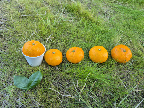 (산지직송) 서귀포 남원 위미 맛있는 노지감귤 [소과/대과]