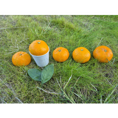 (산지직송) 서귀포 남원 위미 맛있는 노지감귤 [소과/대과]