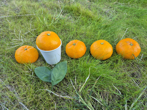 (산지직송) 서귀포 남원 위미 맛있는 노지감귤 [소과/대과]