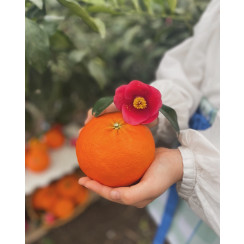 (산지직송) 레드향 [선물용] 서귀포 남원 하우스