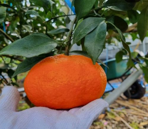 (산지직송) 레드향 