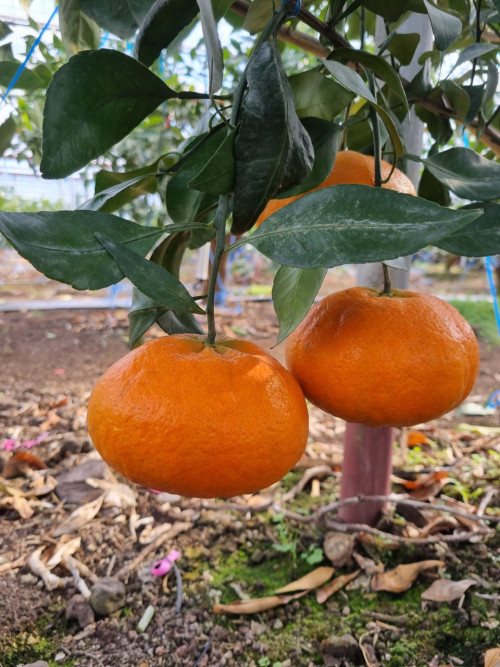 (산지직송) 레드향 