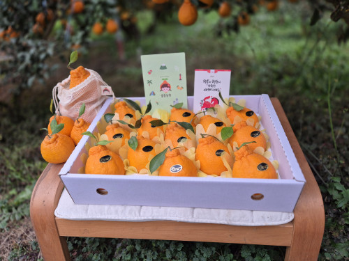 (산지직송) 한라봉 [선물용] 서귀포 남원 하우스