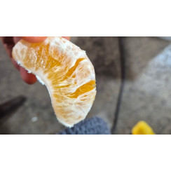 (산지직송) 한라봉 